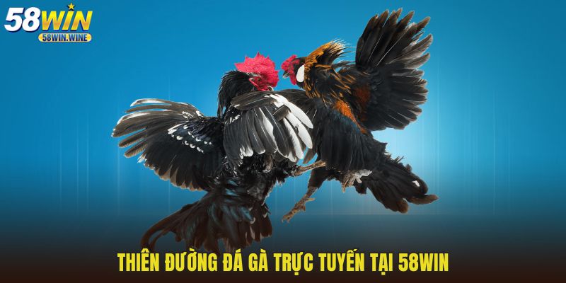 Thiên đường đá gà trực tuyến tại 58WIN